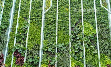 屋頂垂直綠化項目