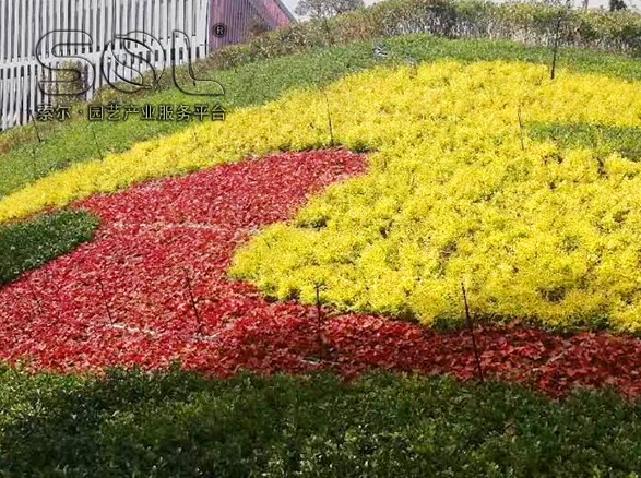 溫州樂清邊坡綠化