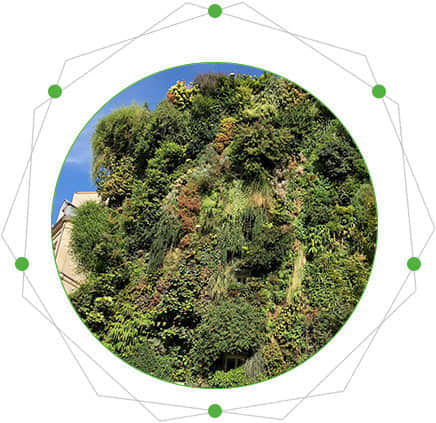 植物墻的特點(diǎn)