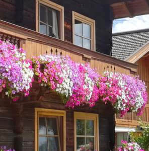 陽臺(tái)延邊美化