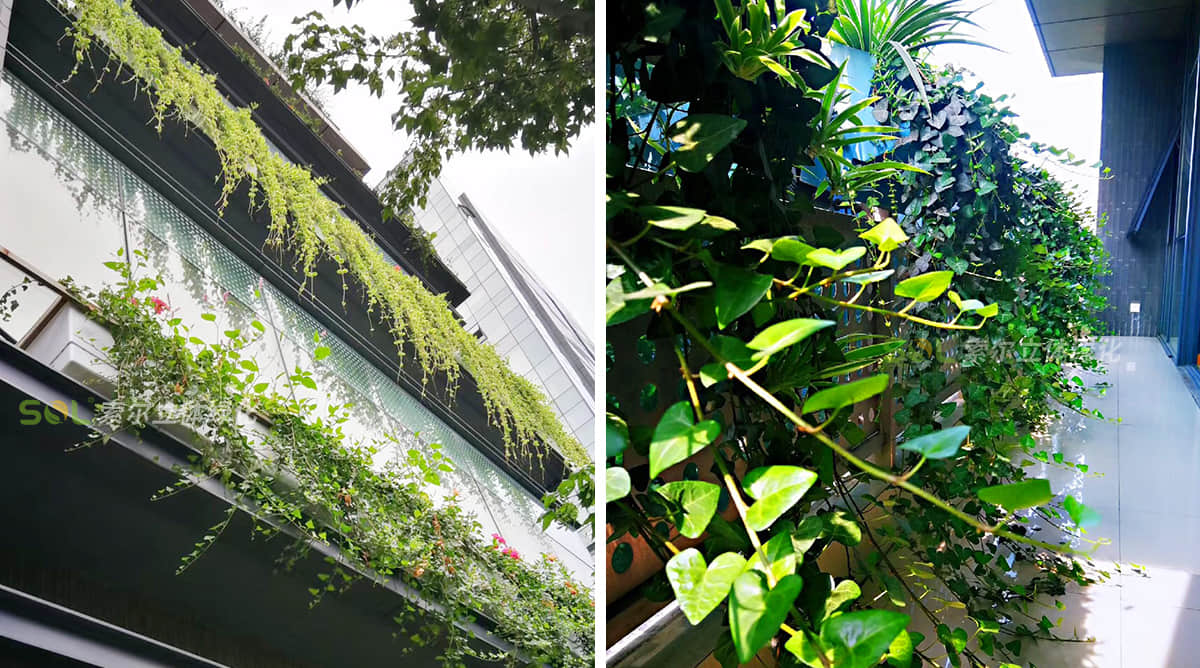 索爾大樓窗陽臺綠化美化