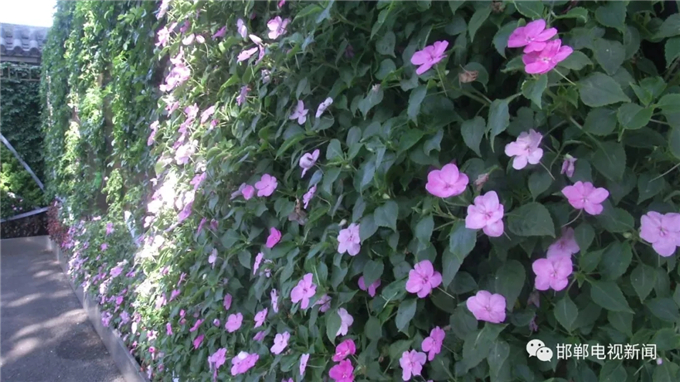 邯鄲電視新聞:我市首例“墻上花園”亮相叢臺公園 (2).jpg