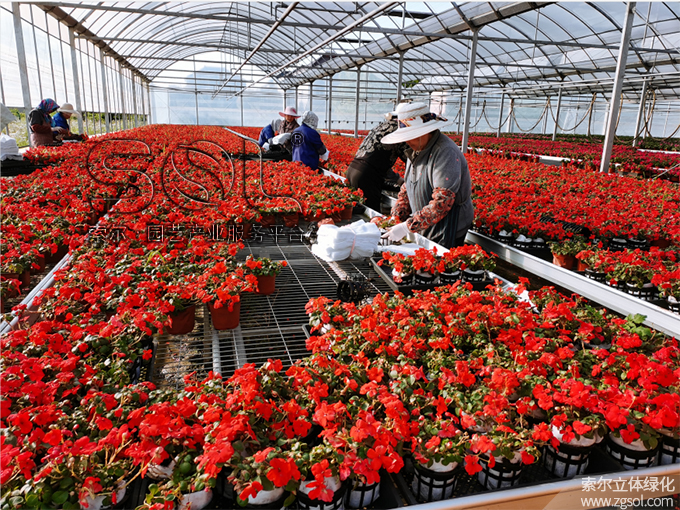 18山東青島膠州市民文化中心五一立體花壇“幸福花開” (52).jpg